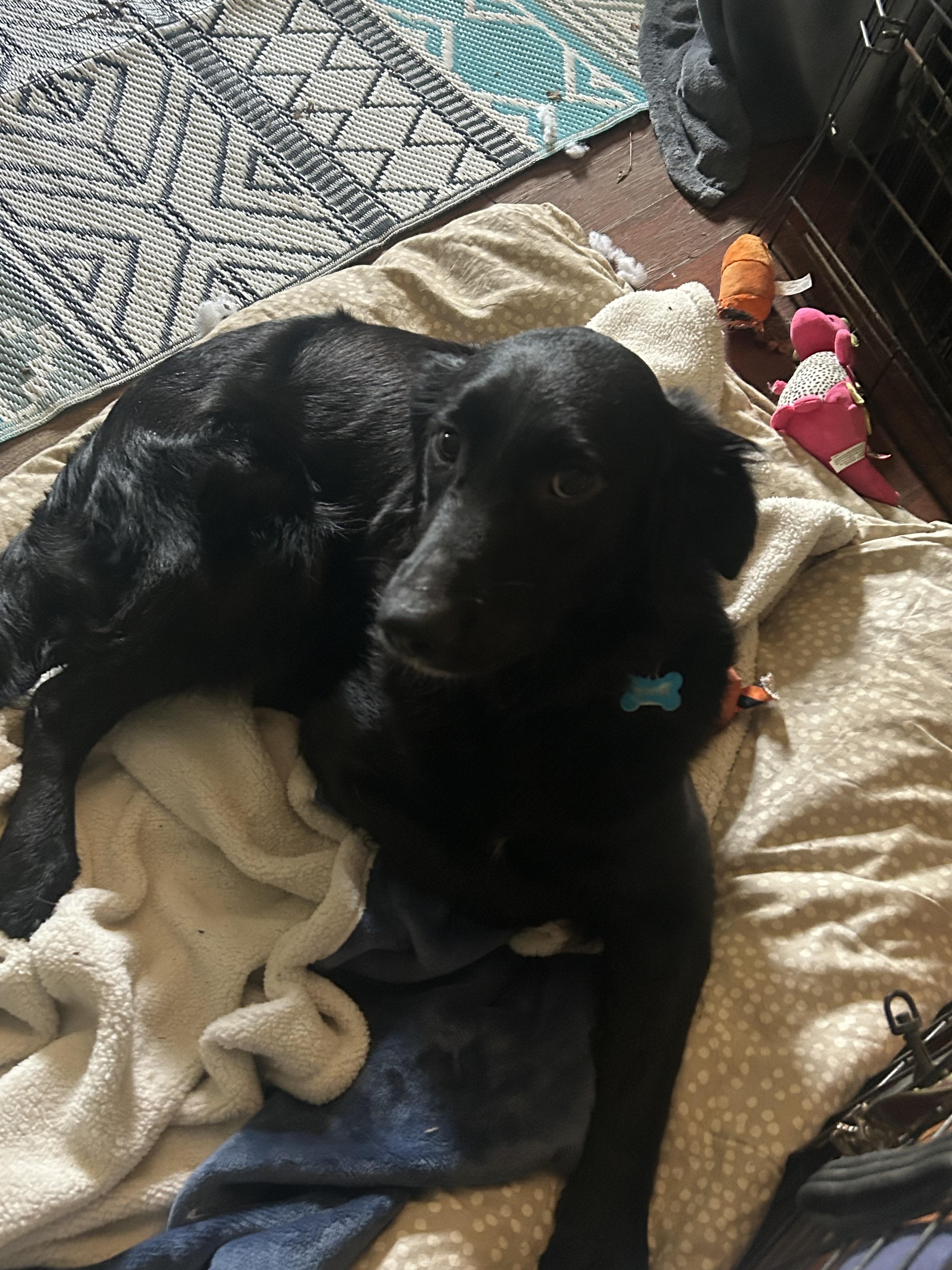 Enlarge Zelda, a Adopted mixed breed in Chelsea, VT image 2/2