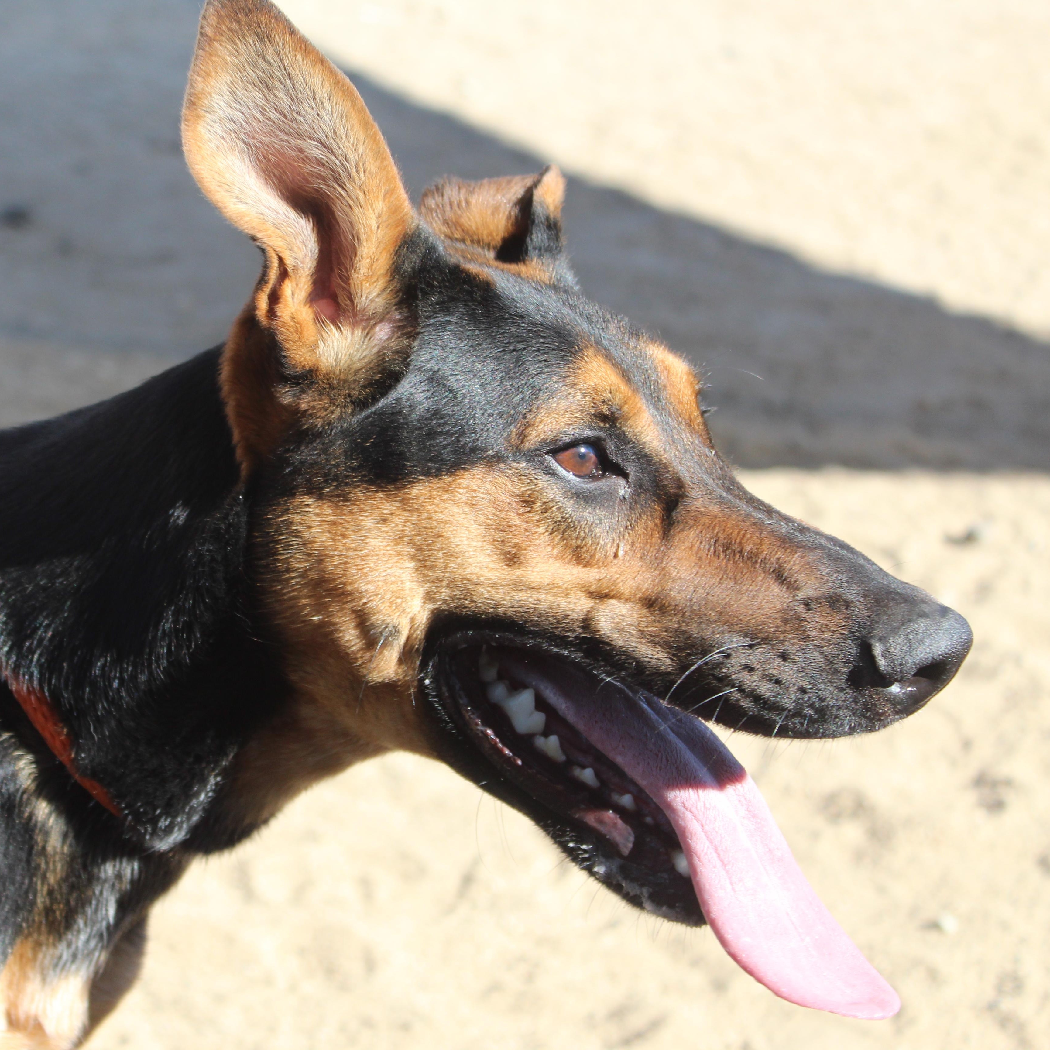 Enlarge Coco, a Adoptable Doberman Pinscher in Yucca Valley, CA image 1/3