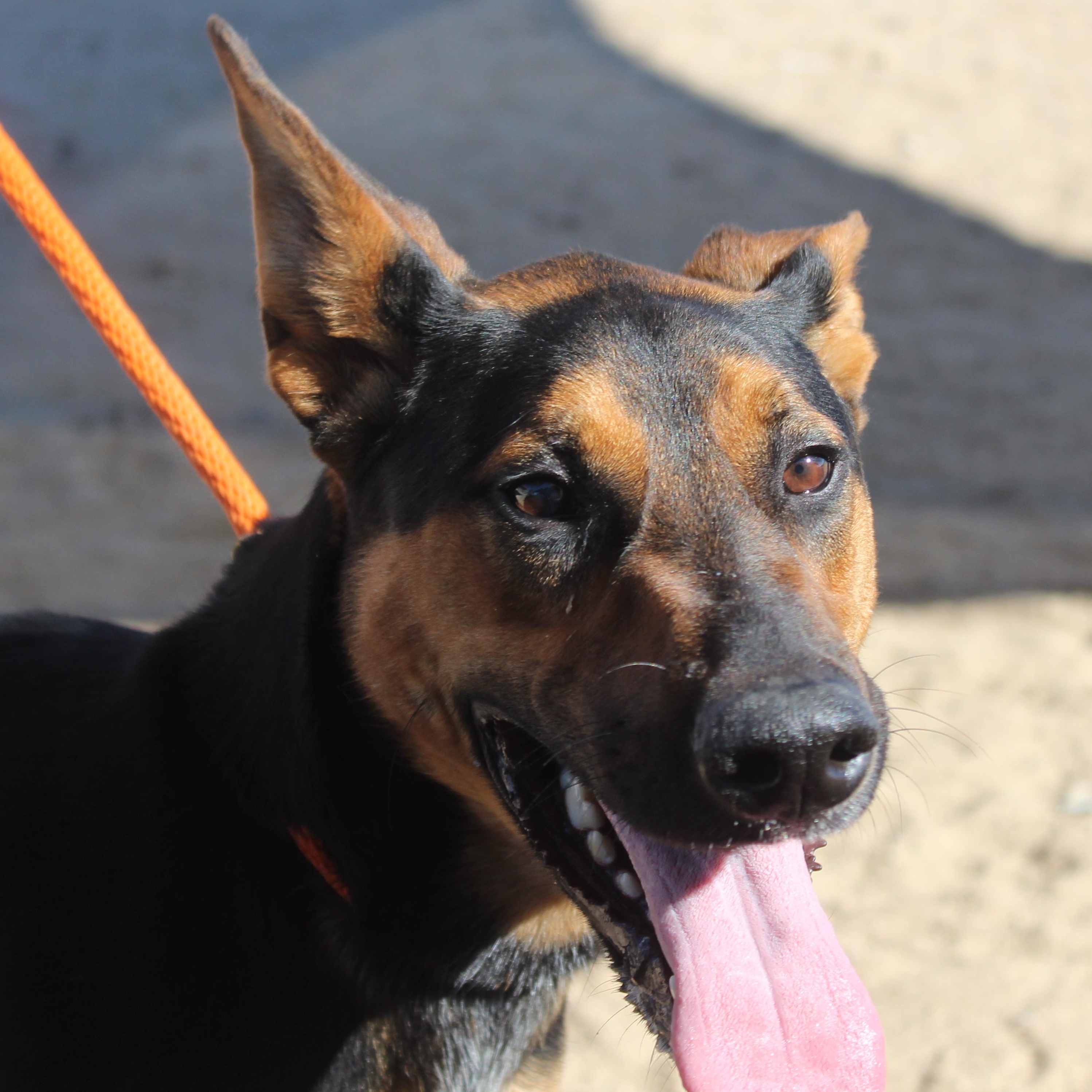 Enlarge Coco, a Adoptable Doberman Pinscher in Yucca Valley, CA image 2/3