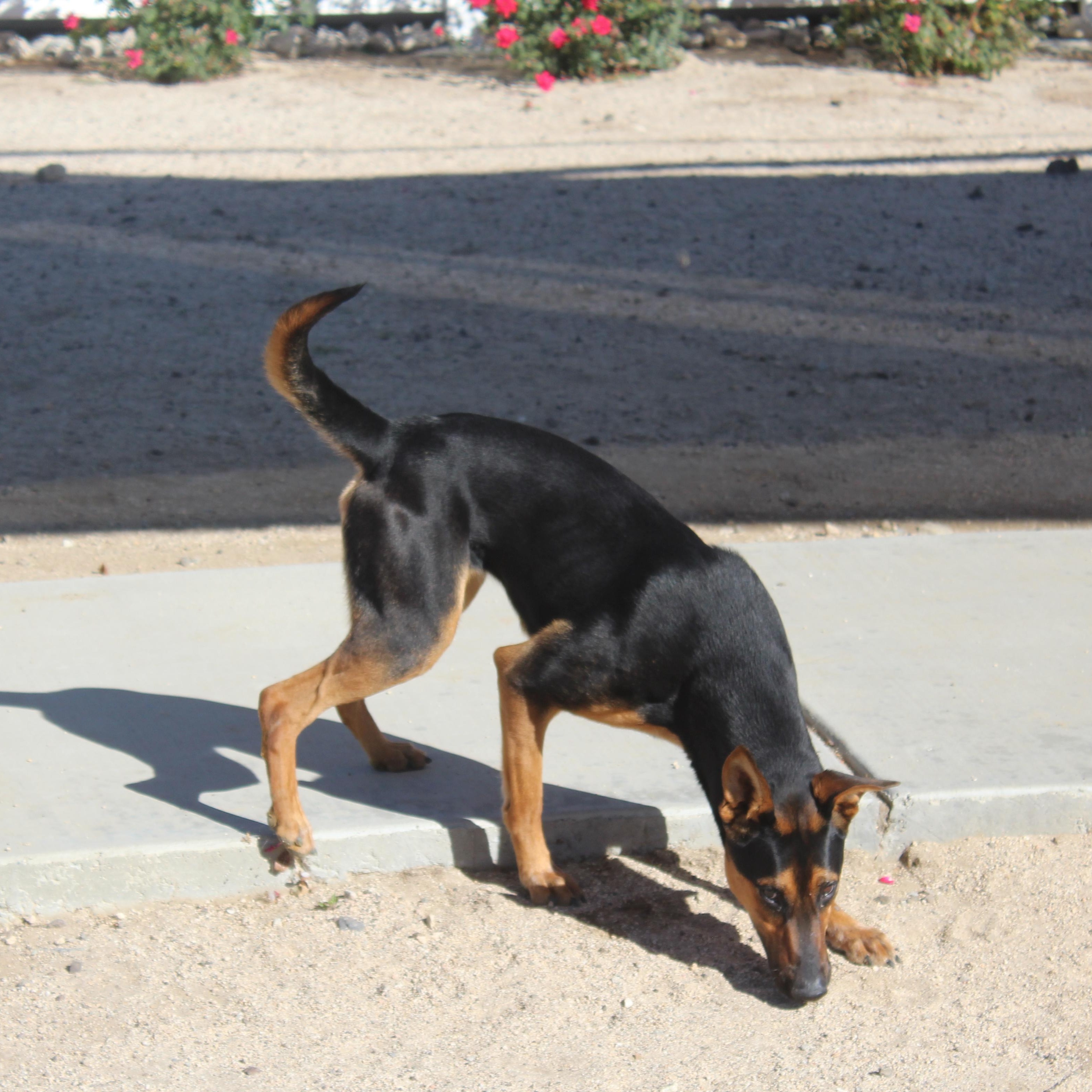 Enlarge Coco, a Adoptable Doberman Pinscher in Yucca Valley, CA image 3/3