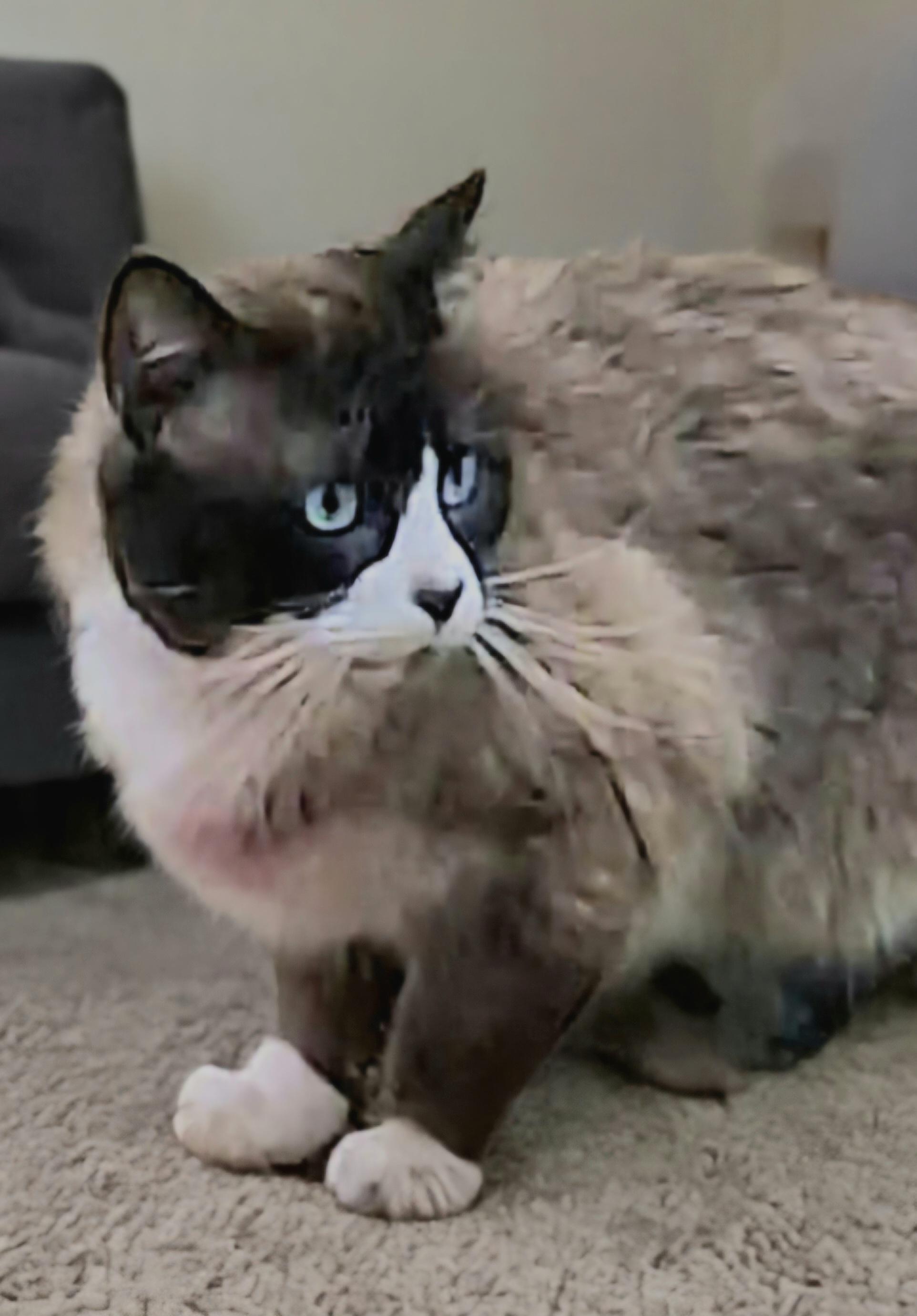 Jimmy Choo, an adoptable Snowshoe in Attleboro, MA image 4/6