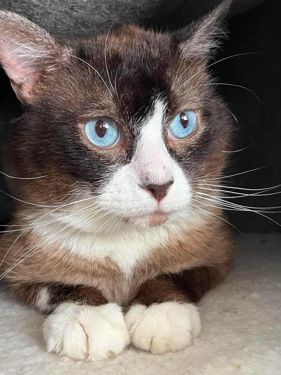 Jimmy Choo, adoptable, Adult Male Snowshoe.