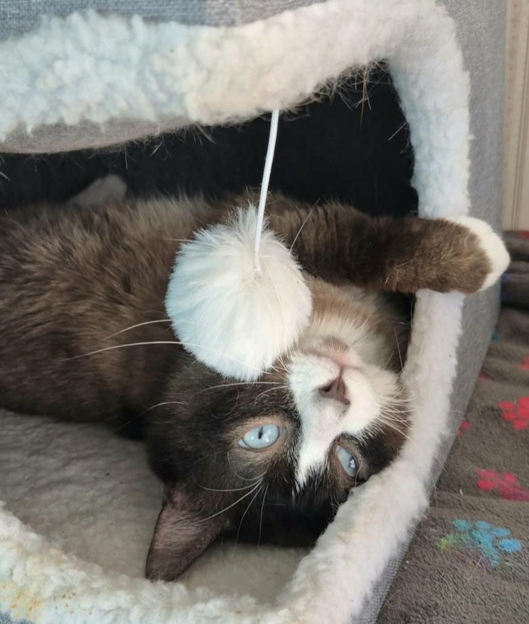 Jimmy Choo, an adoptable Snowshoe in Attleboro, MA image 5/6