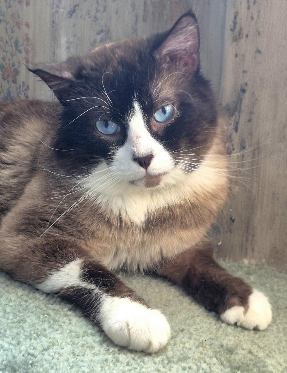 Jimmy Choo, an adoptable Snowshoe in Attleboro, MA image 2/6