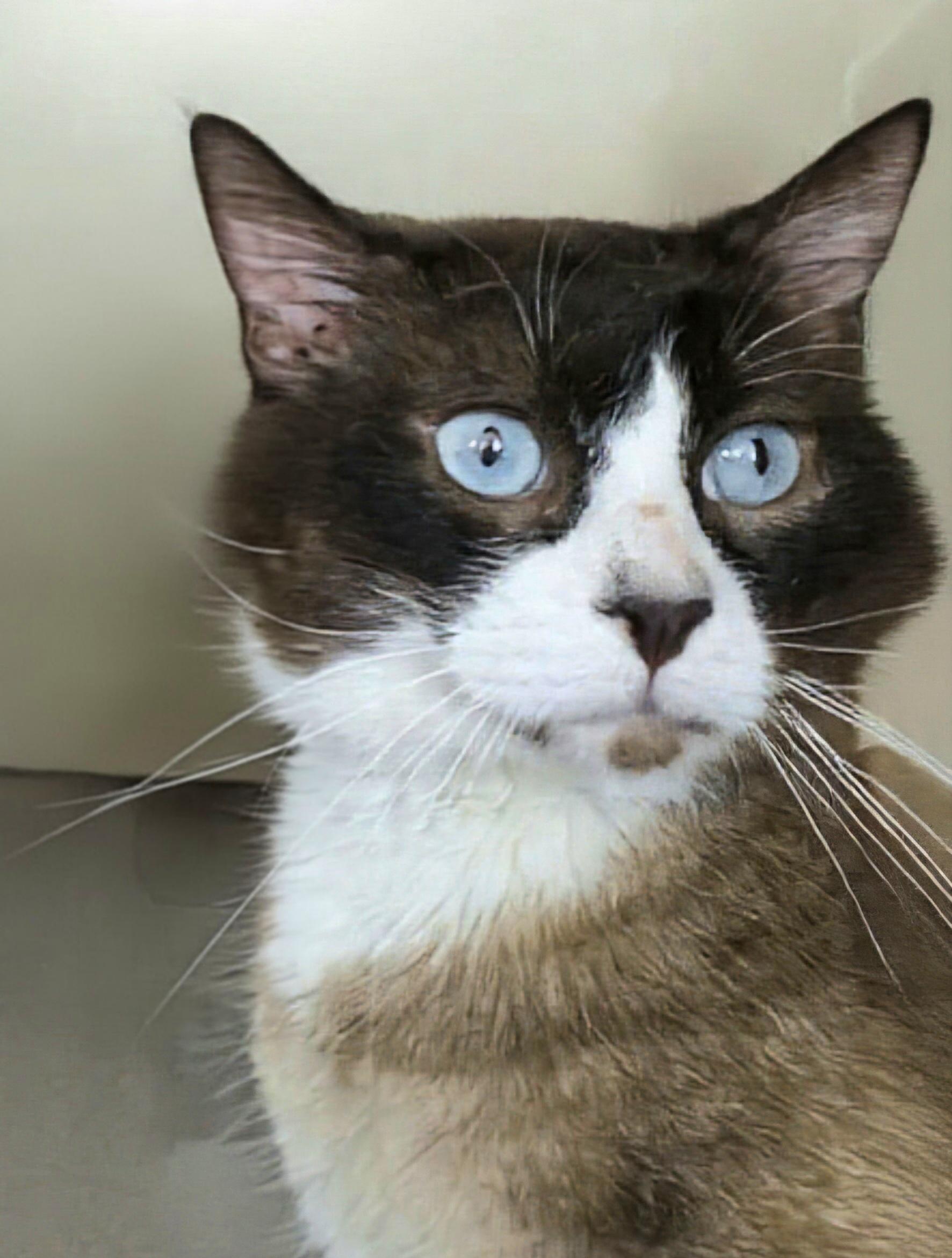 Jimmy Choo, an adoptable Snowshoe in Attleboro, MA image 6/6