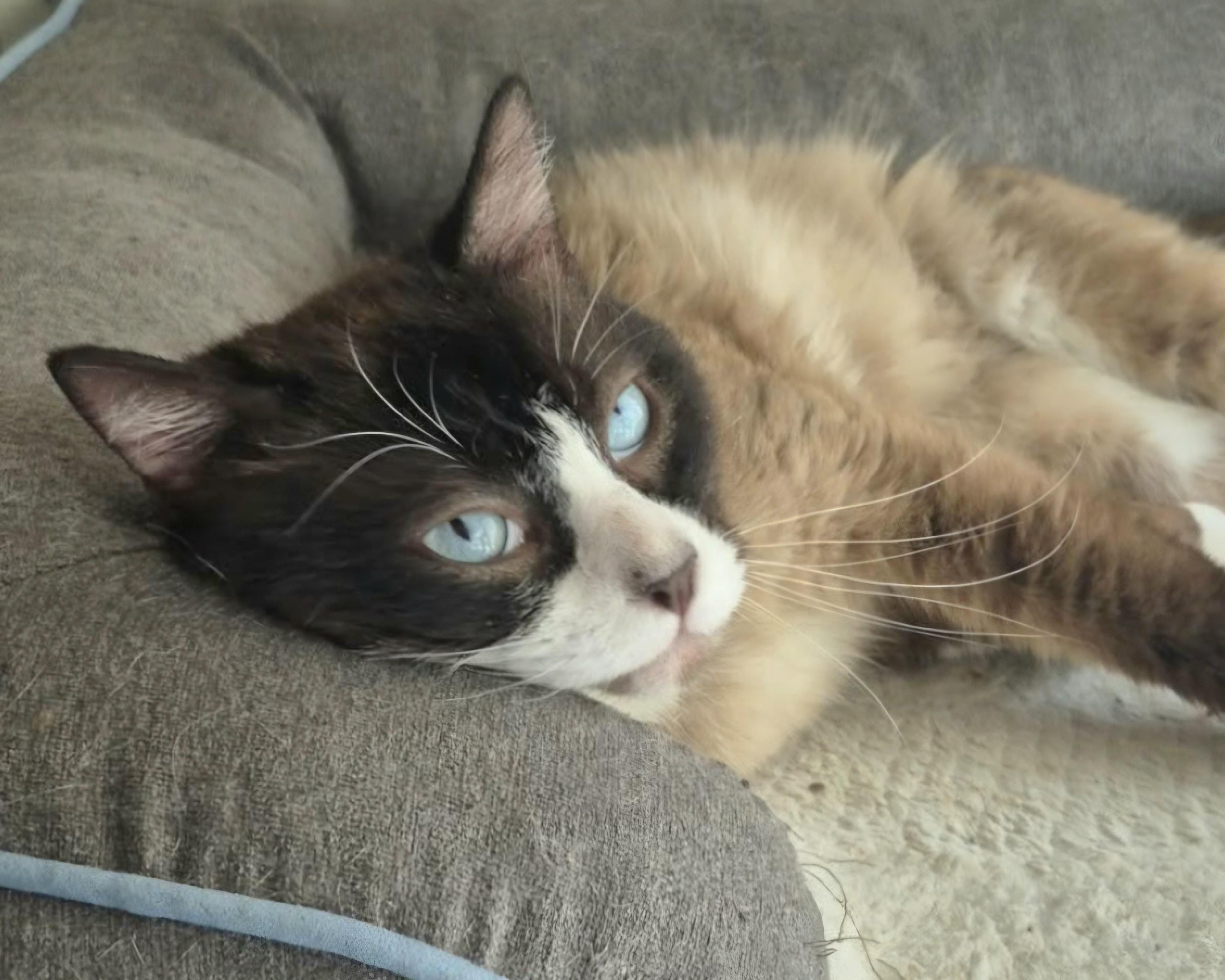 Jimmy Choo, an adoptable Snowshoe in Attleboro, MA image 3/6