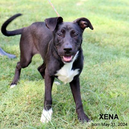 Xena, Adoptable, Adult Female Mixed Breed & Mixed Breed.