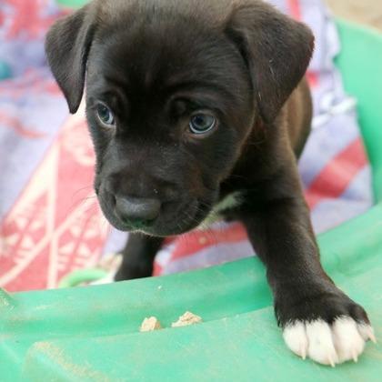 Xena, a Adoptable mixed breed in Tyler, TX image 2/4