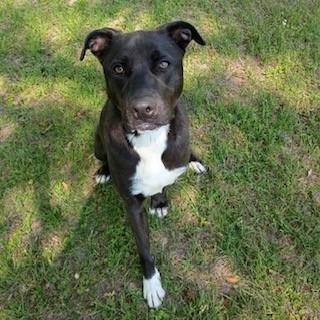 Xena, a Adoptable mixed breed in Tyler, TX image 3/4