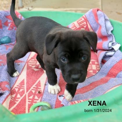 Xena, a Adoptable mixed breed in Tyler, TX image 4/4