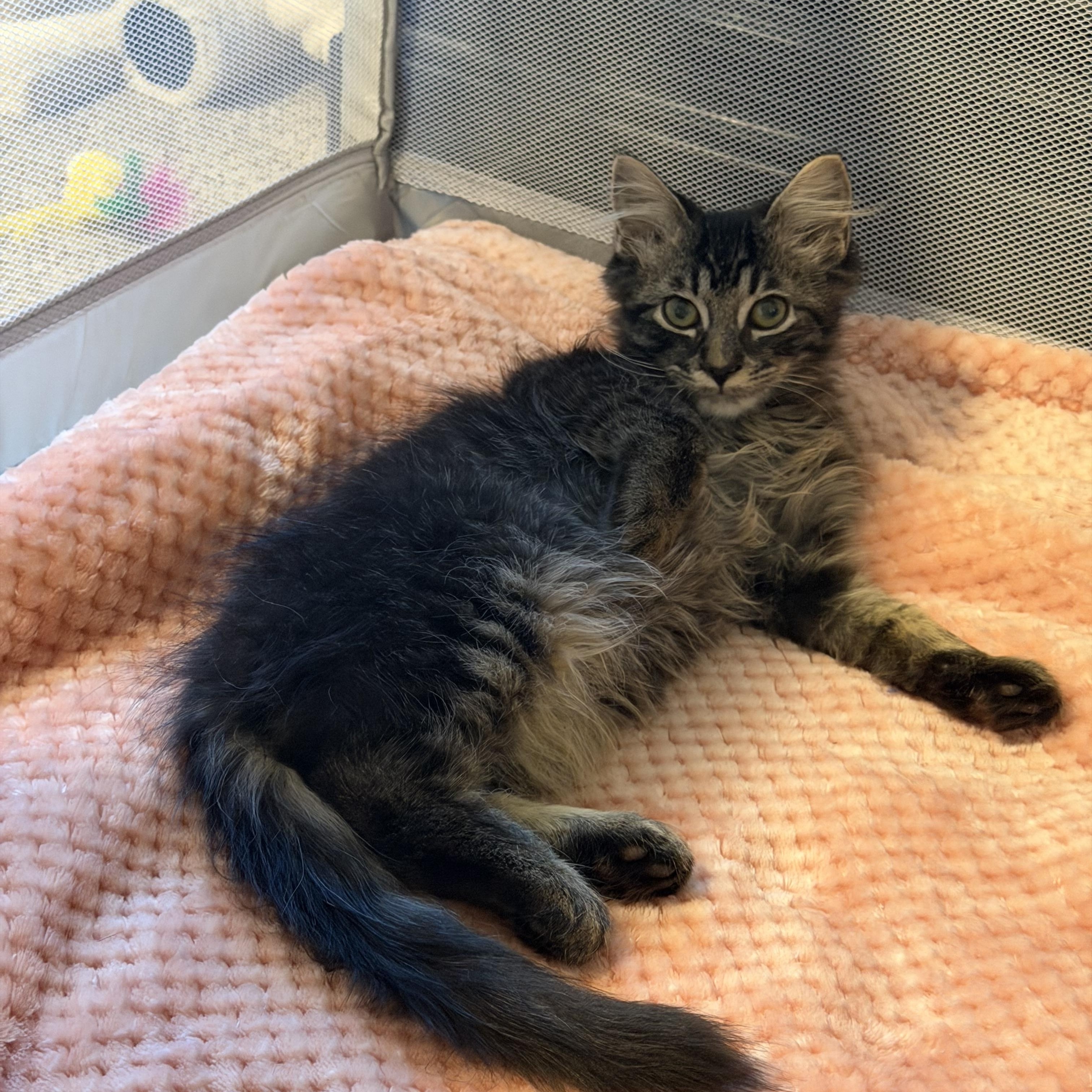 Enlarge Albert, a ADOPTABLE Domestic Medium Hair in Murfreesboro, TN image 1/2