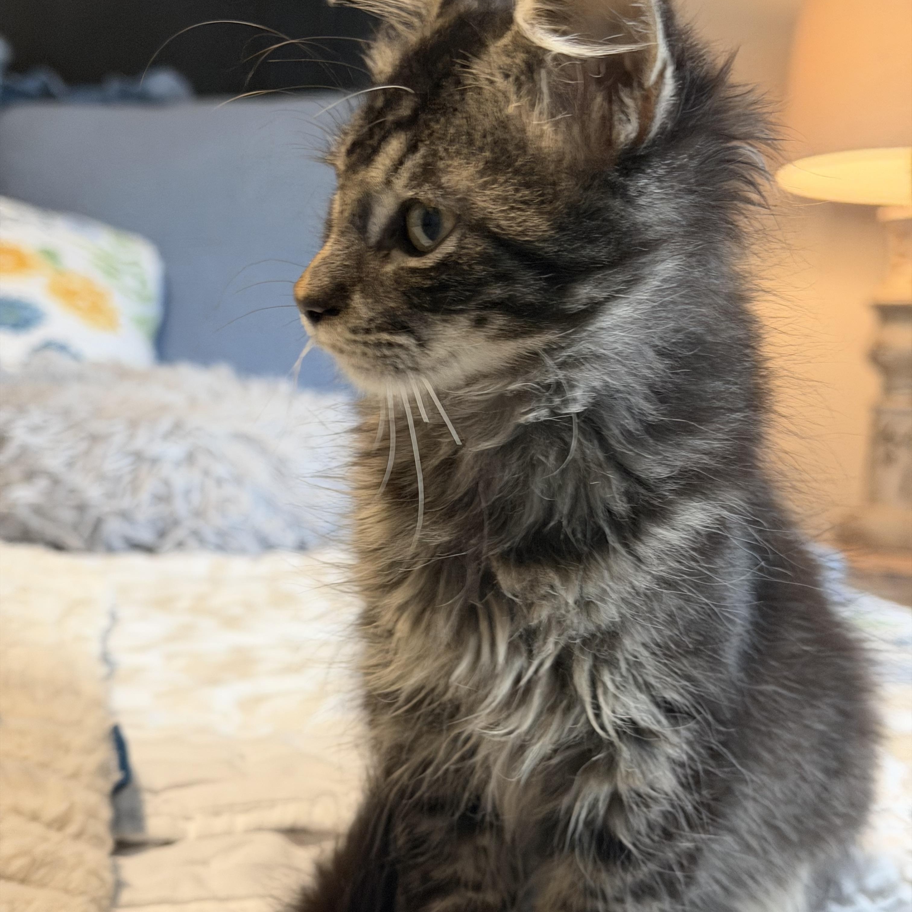 Enlarge Albert, a ADOPTABLE Domestic Medium Hair in Murfreesboro, TN image 2/2