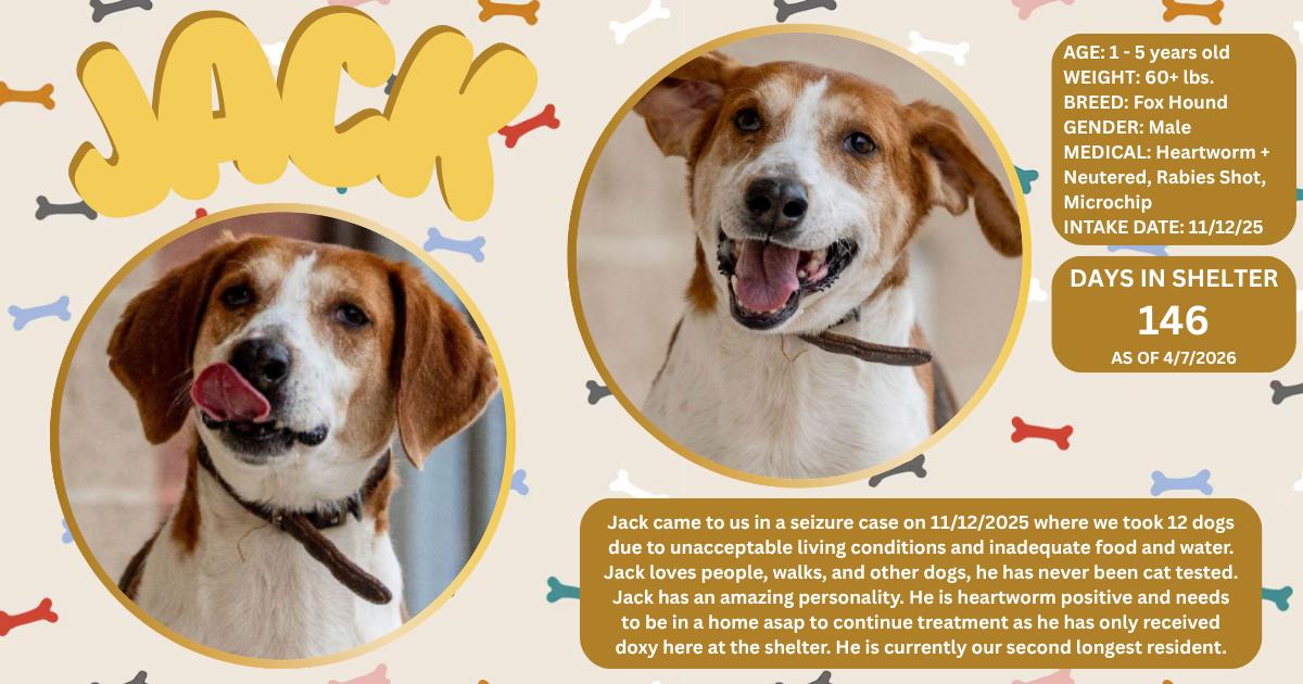 Jack , ADOPTABLE, Adult Male Hound.