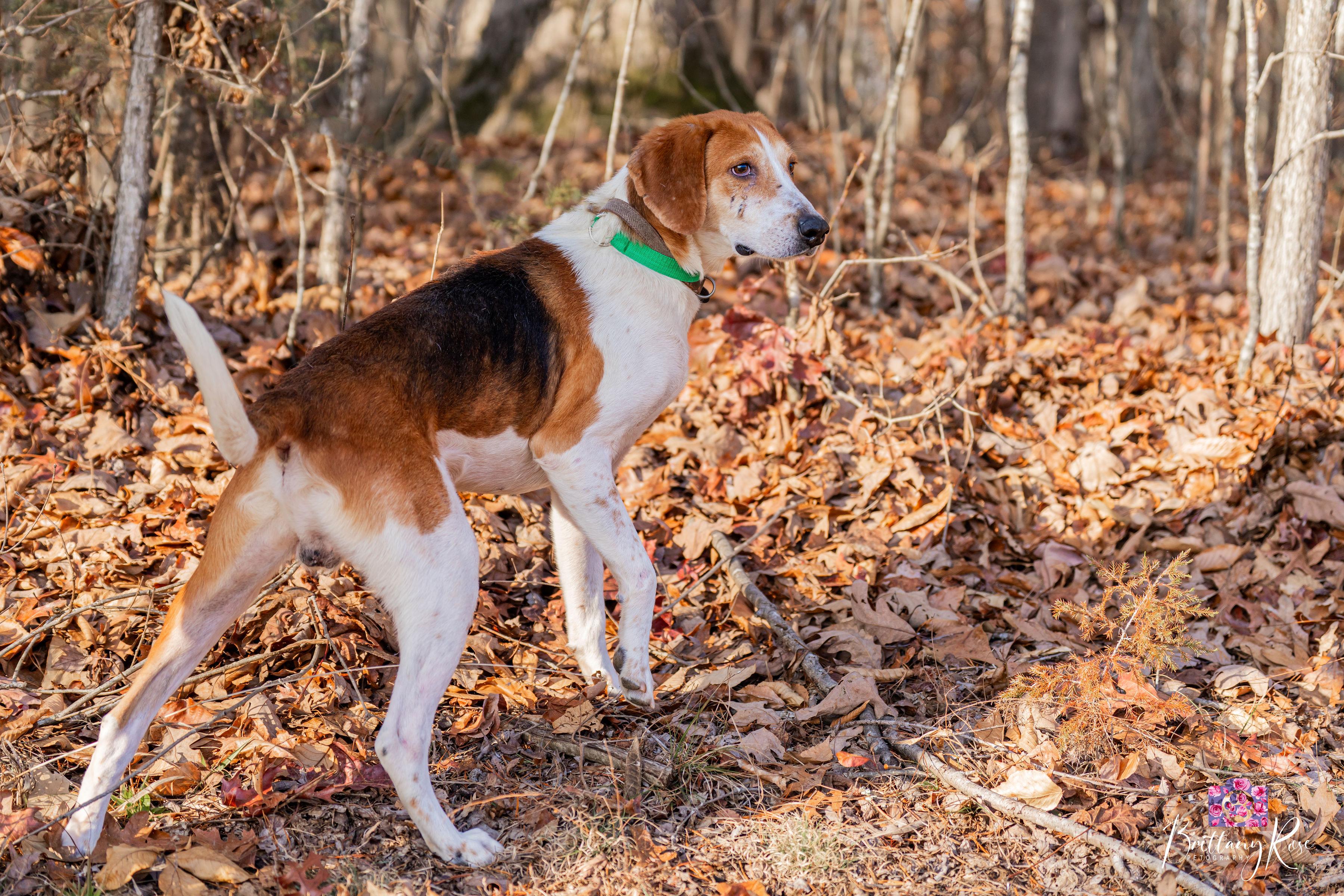 Enlarge Jack , a ADOPTABLE Hound in Powhatan, VA image 4/4