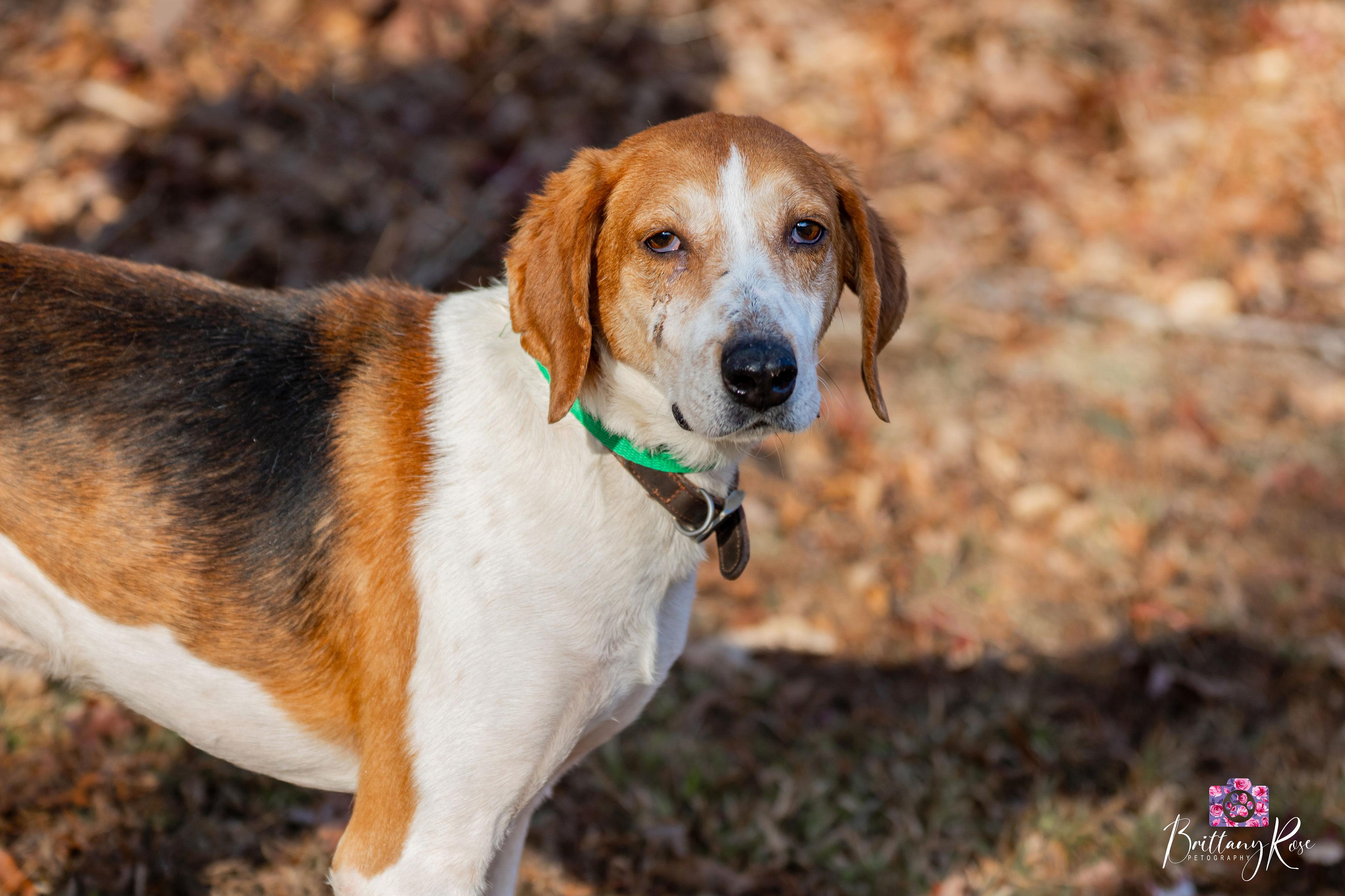 Enlarge Jack , a ADOPTABLE Hound in Powhatan, VA image 1/4