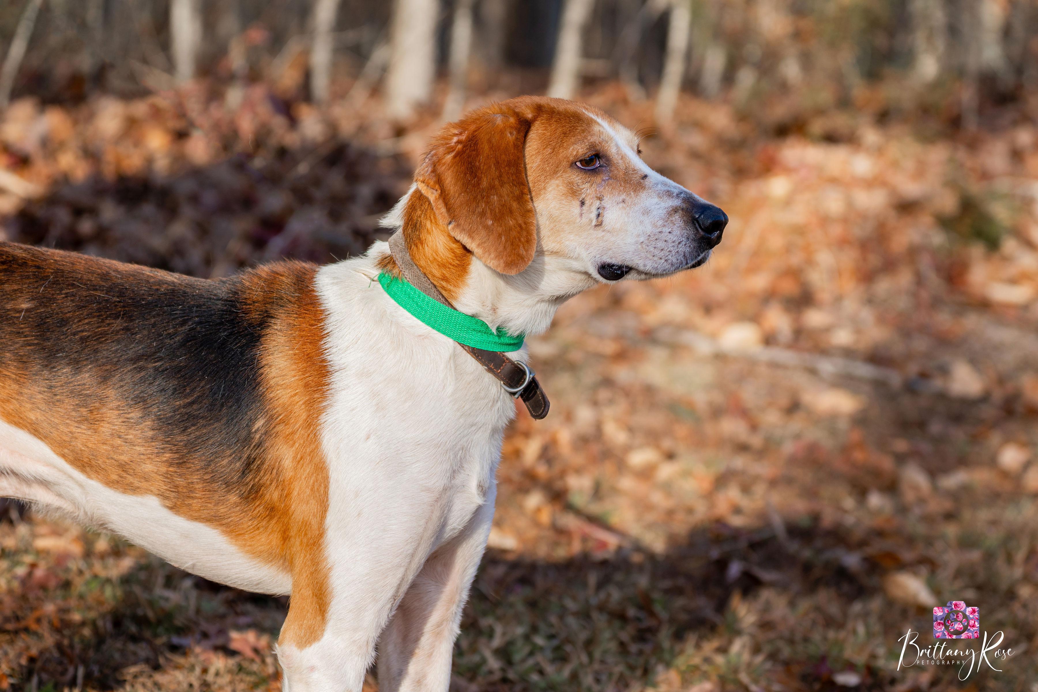 Enlarge Jack , a ADOPTABLE Hound in Powhatan, VA image 3/4