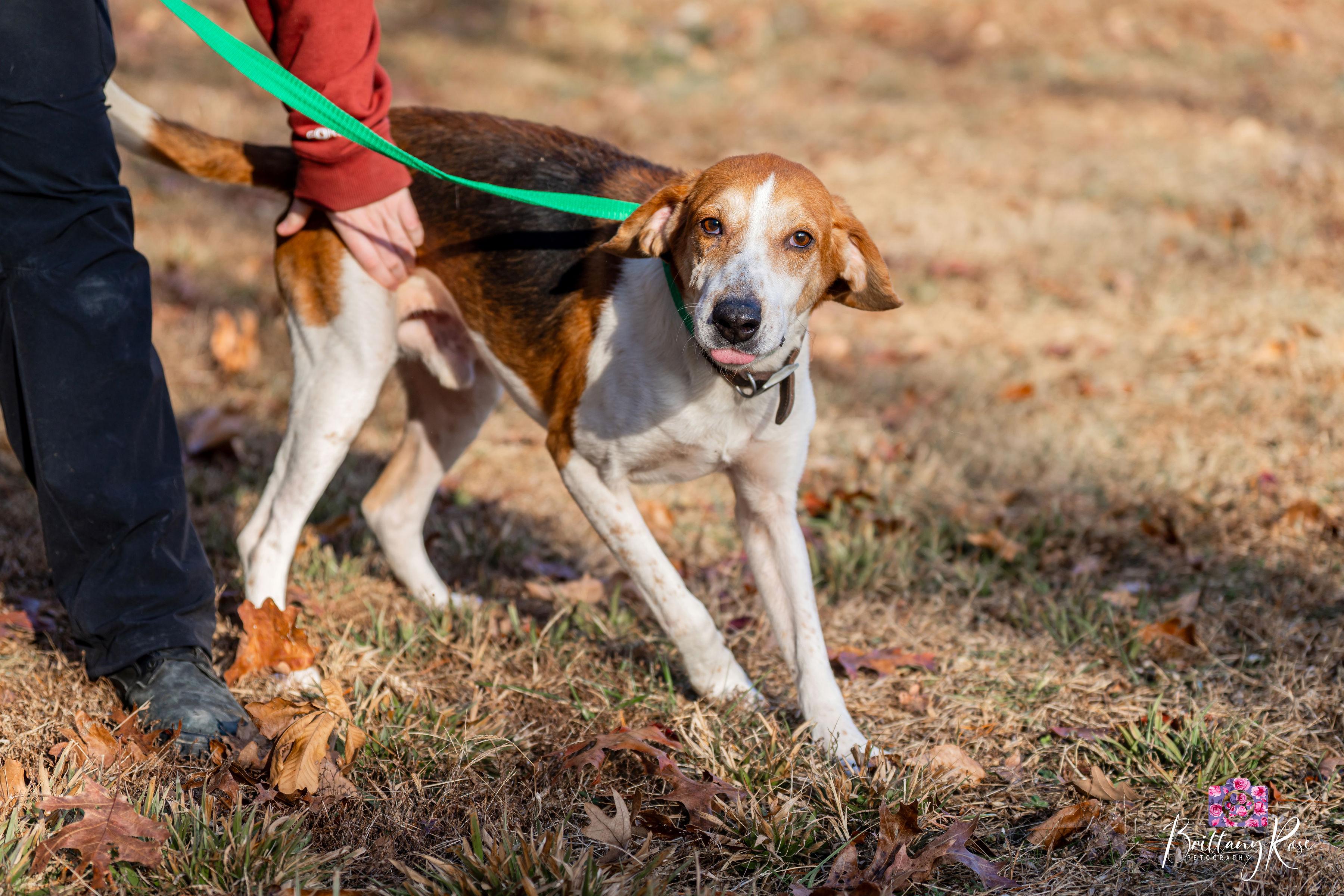 Enlarge Jack , a ADOPTABLE Hound in Powhatan, VA image 2/4