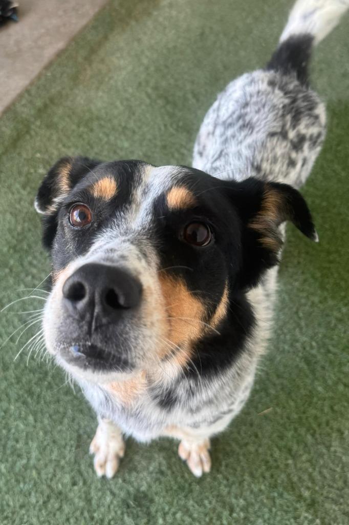 Stormy, Adoptable, Young Female Cattle Dog.