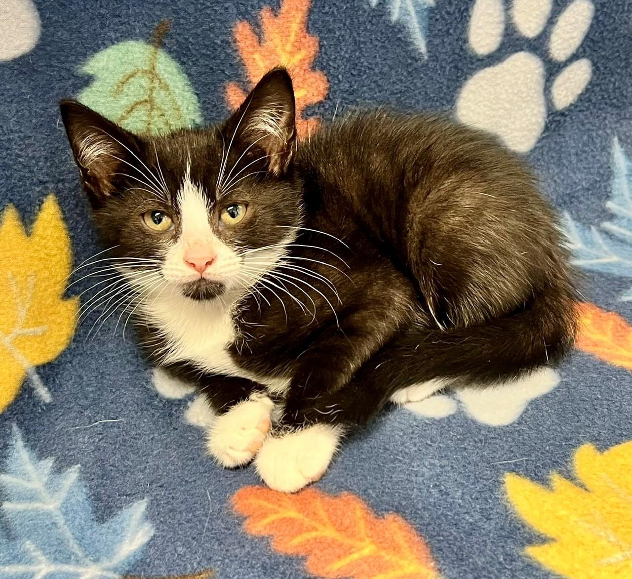 Dewey, adopted, Kitten Male Domestic Short Hair.