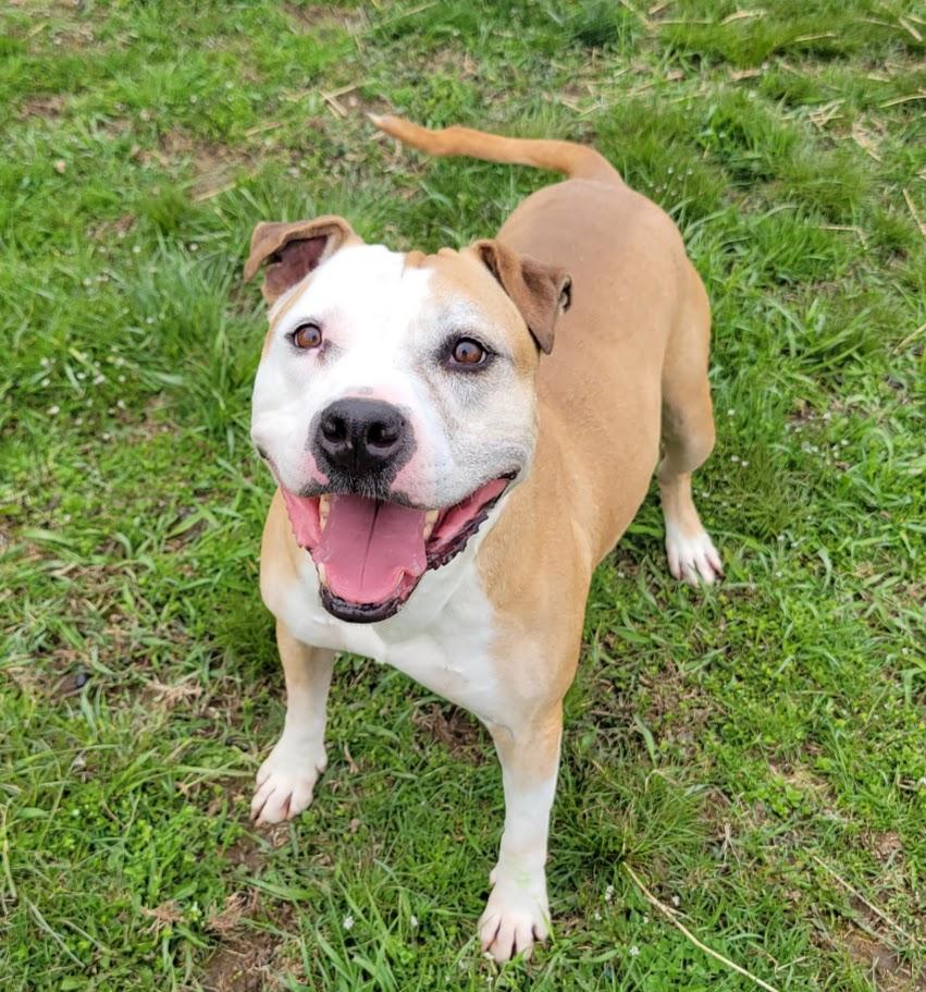 Enlarge Ohshi, a ADOPTABLE mixed breed in Lisbon, OH image 2/6