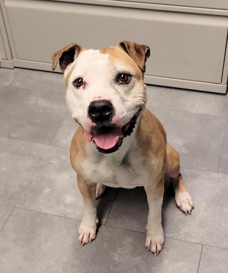 Enlarge Ohshi, a ADOPTABLE mixed breed in Lisbon, OH image 5/6