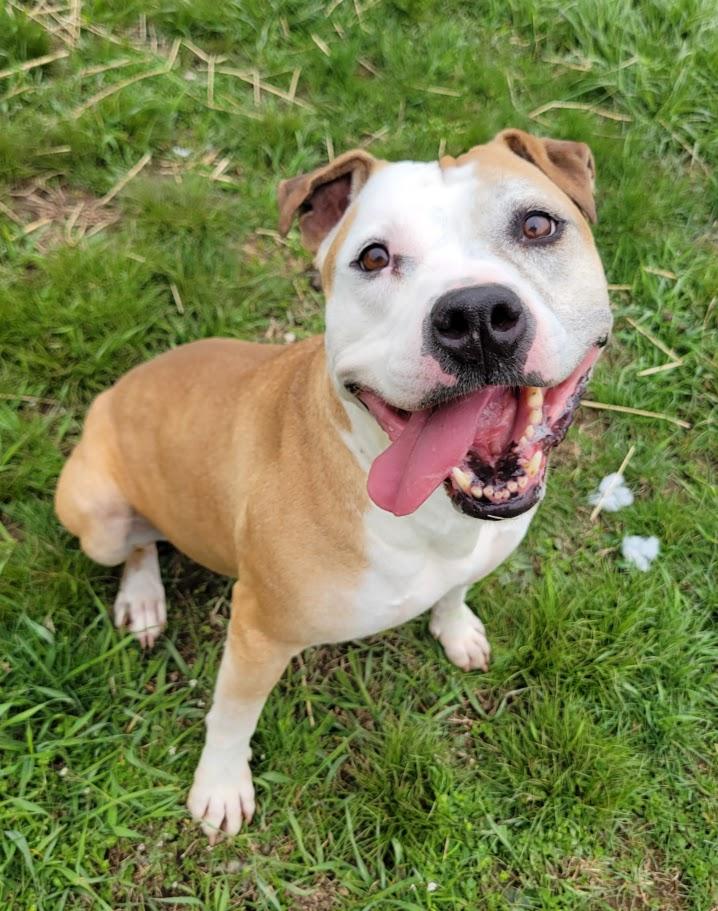 Enlarge Ohshi, a ADOPTABLE mixed breed in Lisbon, OH image 4/6