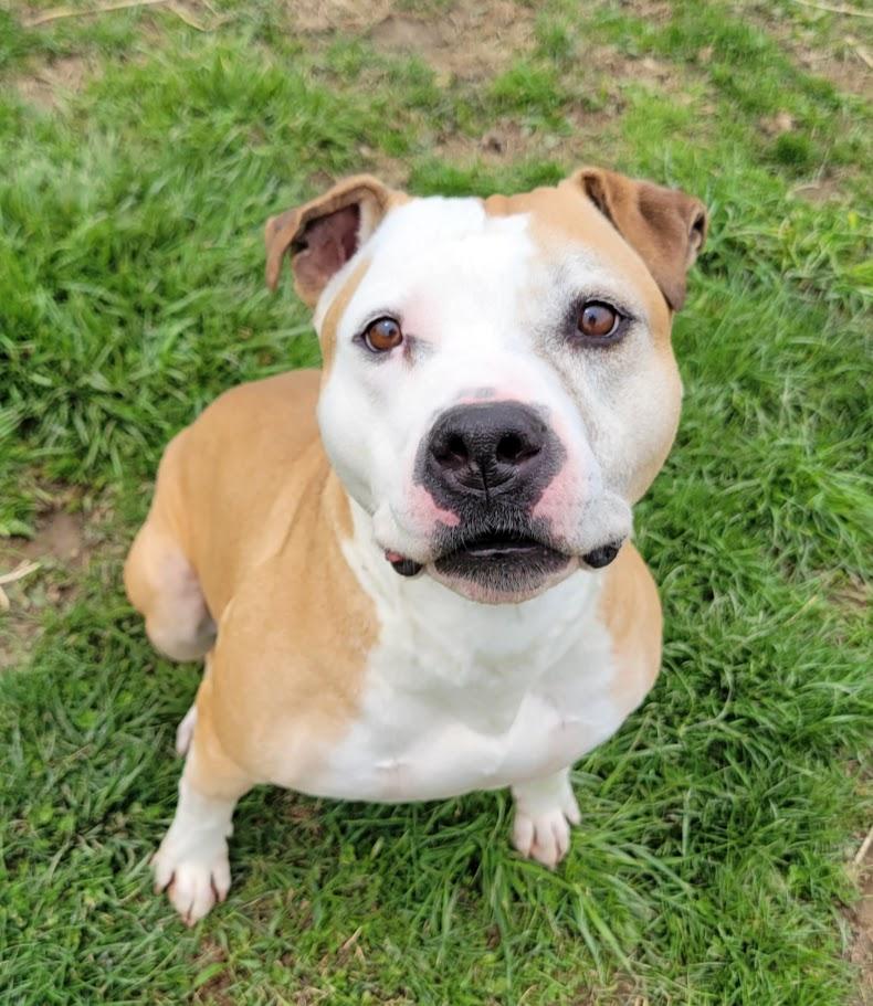 Ohshi, ADOPTABLE, Adult Female Boxer & Pit Bull Terrier.