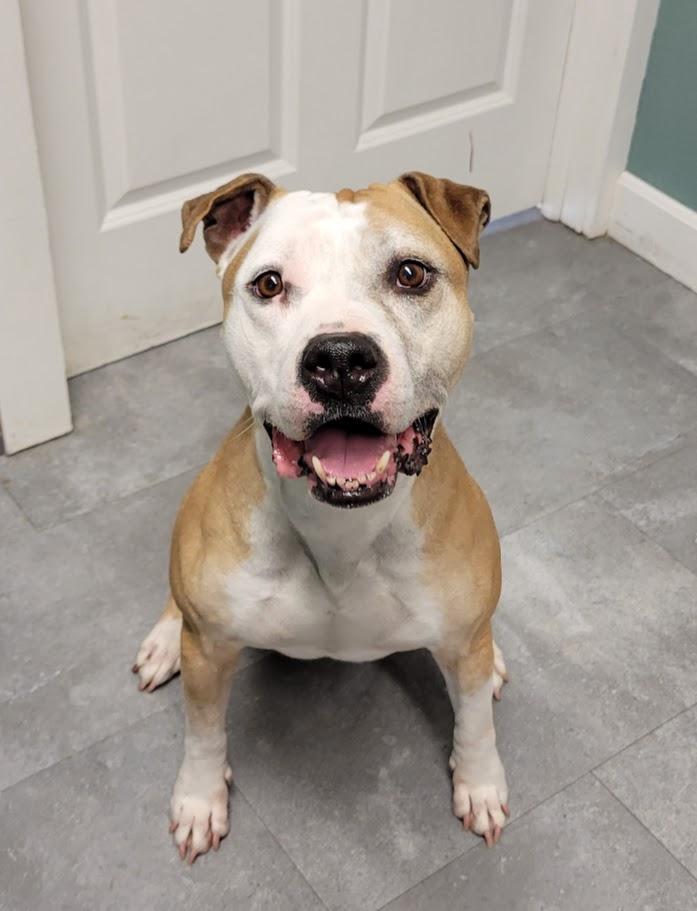 Enlarge Ohshi, a ADOPTABLE mixed breed in Lisbon, OH image 3/6