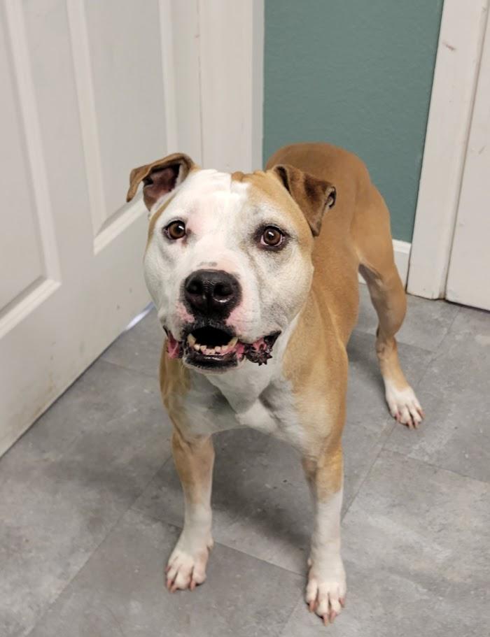 Enlarge Ohshi, a ADOPTABLE mixed breed in Lisbon, OH image 6/6