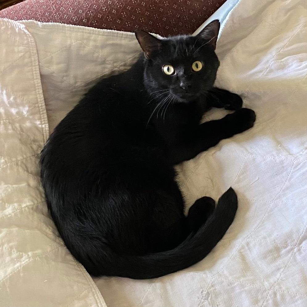 Mickey, Adoptable, Adult Male Domestic Short Hair.