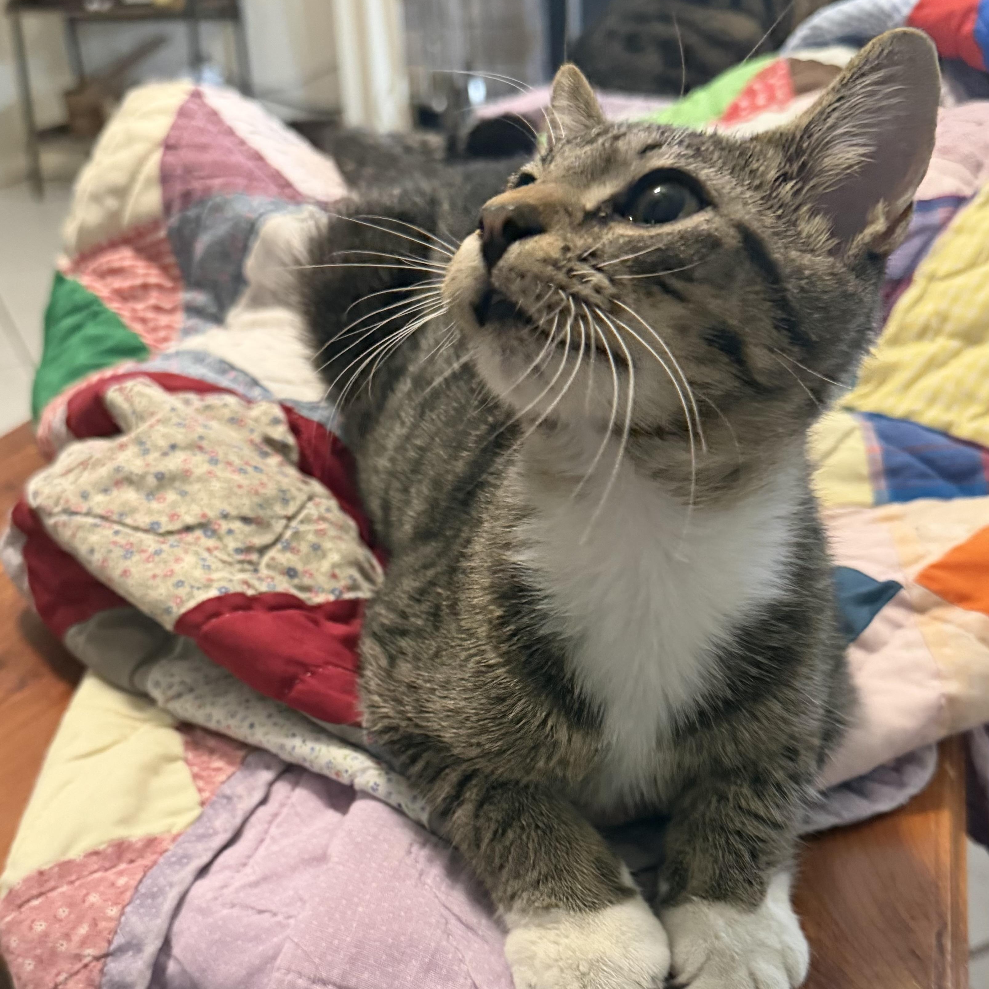 Enlarge Biscuit, a Adoptable Domestic Short Hair in Harrisburg, PA image 2/6