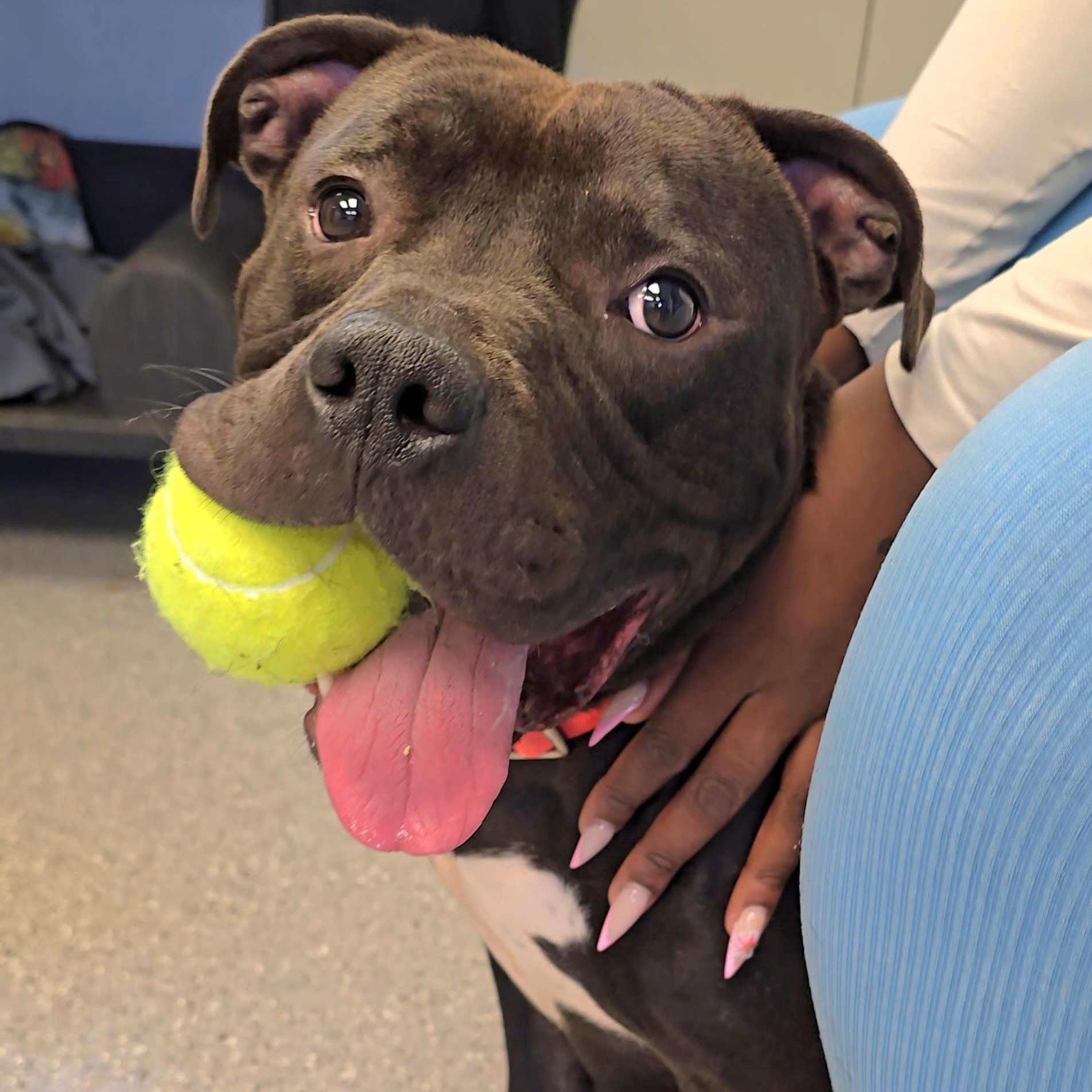 Enlarge Melvin, a Adoptable Pit Bull Terrier in Watertown, NY image 1/1