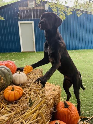 Axl, a Adoptable mixed breed in Omaha, NE image 1/6