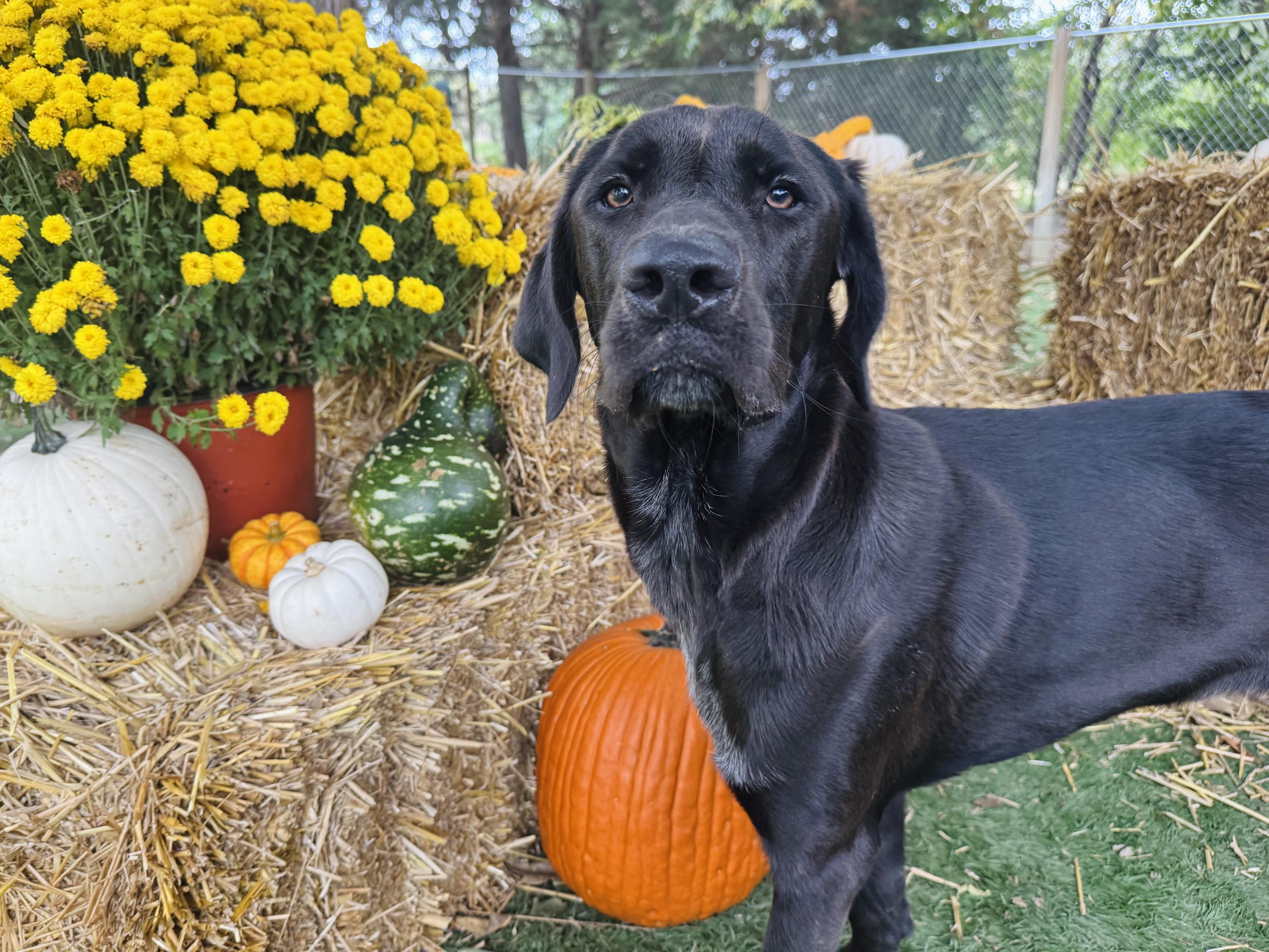 Axl, a Adoptable mixed breed in Omaha, NE image 3/6