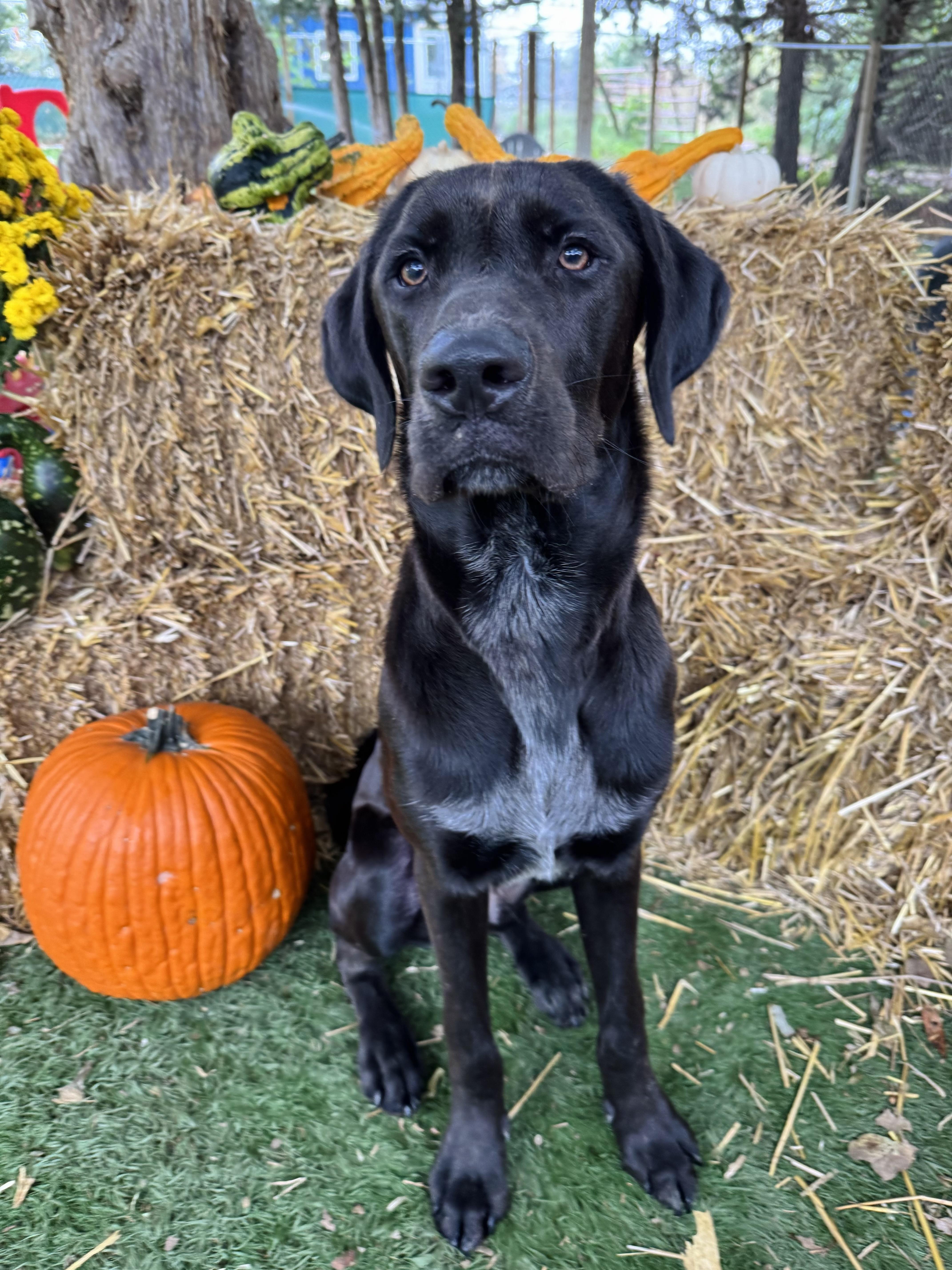 Axl, a Adoptable mixed breed in Omaha, NE image 4/6