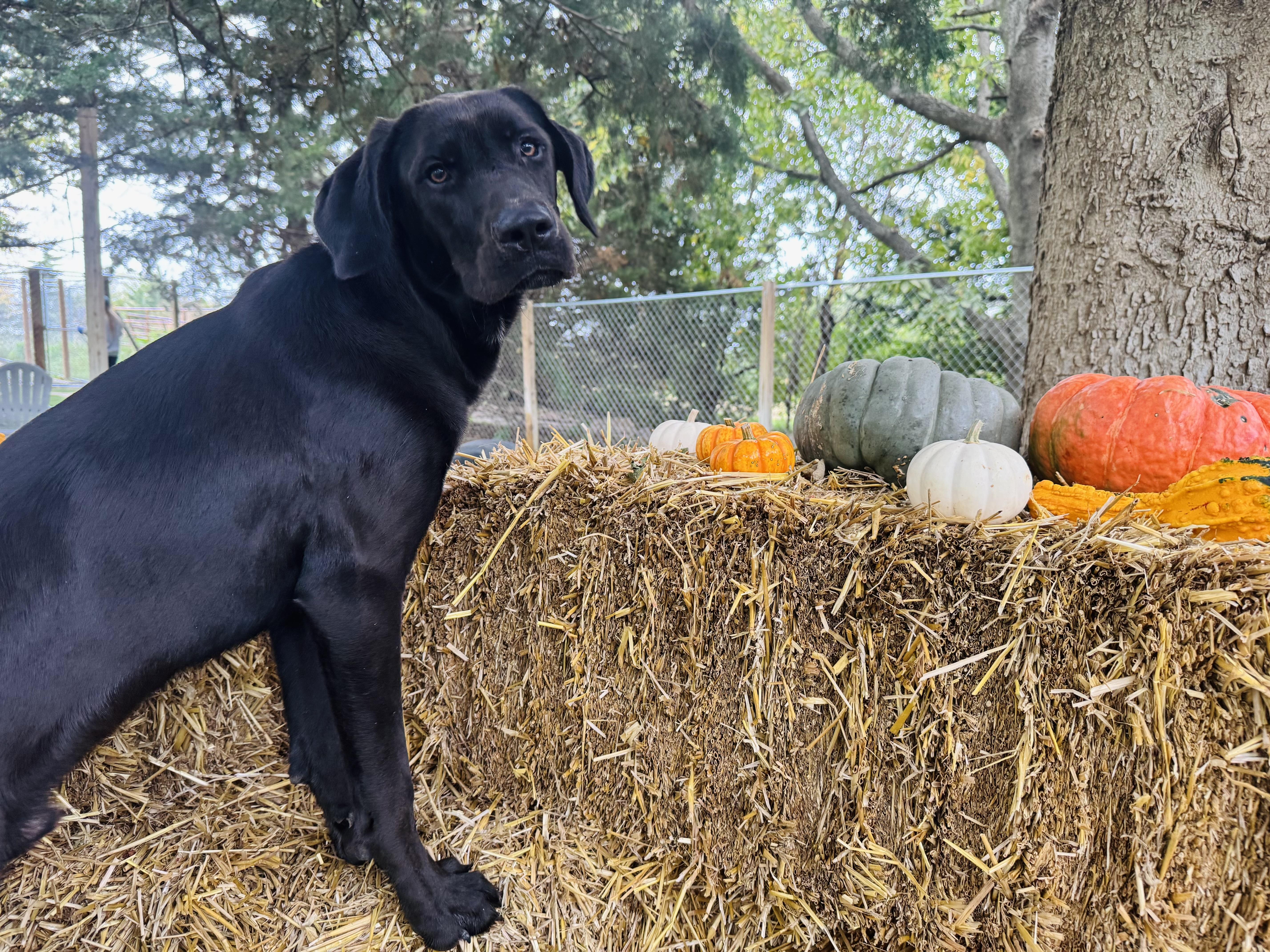 Axl, a Adoptable mixed breed in Omaha, NE image 6/6