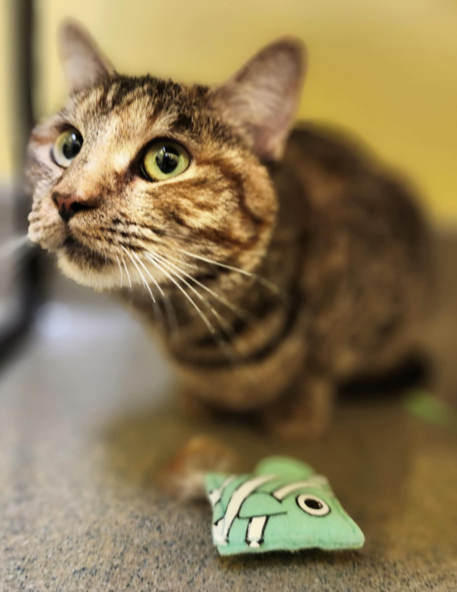 MOXIE, a ADOPTABLE Domestic Short Hair in Manassas, VA image 3/4