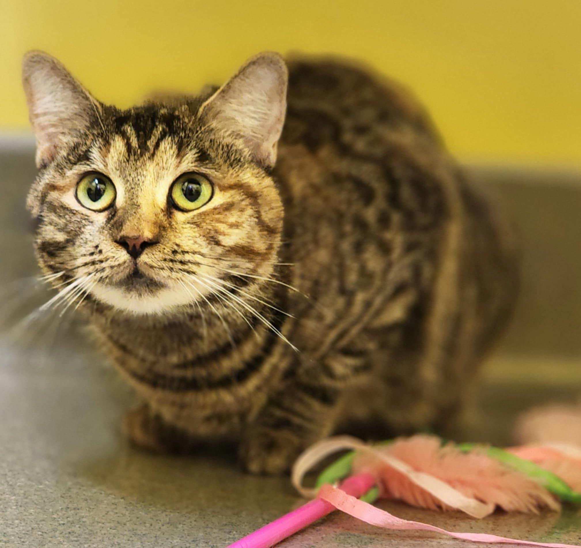 MOXIE, a ADOPTABLE Domestic Short Hair in Manassas, VA image 1/4