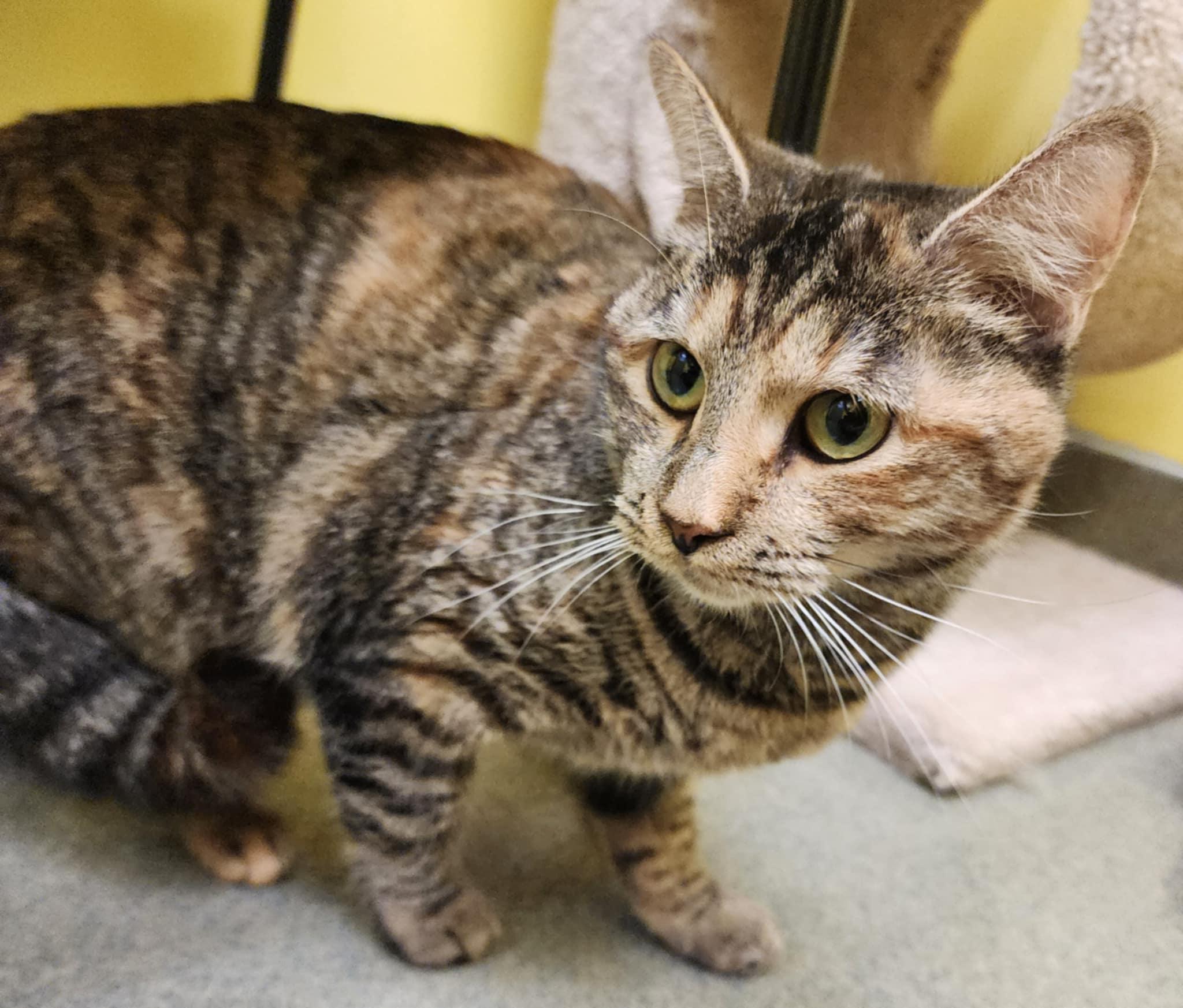 MOXIE, a ADOPTABLE Domestic Short Hair in Manassas, VA image 2/4