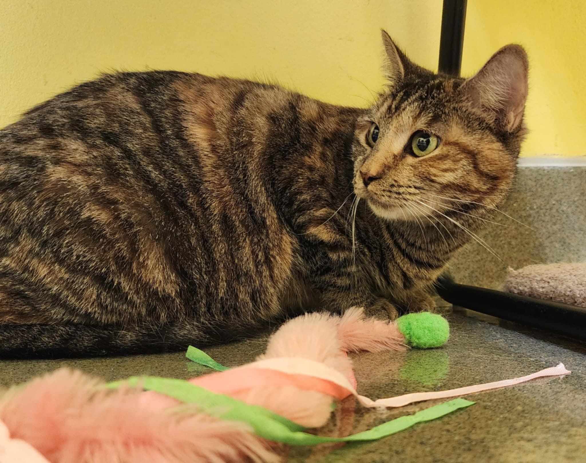 MOXIE, a ADOPTABLE Domestic Short Hair in Manassas, VA image 4/4