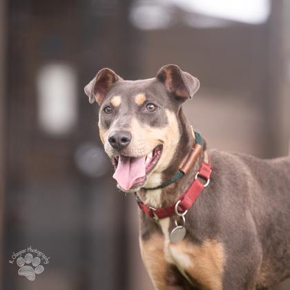 Enlarge Hershey Kisses, a Adoptable mixed breed in Honolulu, HI image 1/3