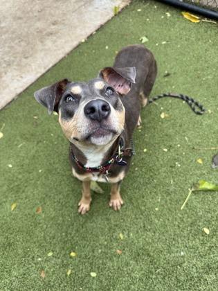Hershey Kisses, Adoptable, Adult Female Mixed Breed & Mixed Breed.