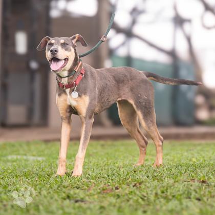 Enlarge Hershey Kisses, a Adoptable mixed breed in Honolulu, HI image 2/3