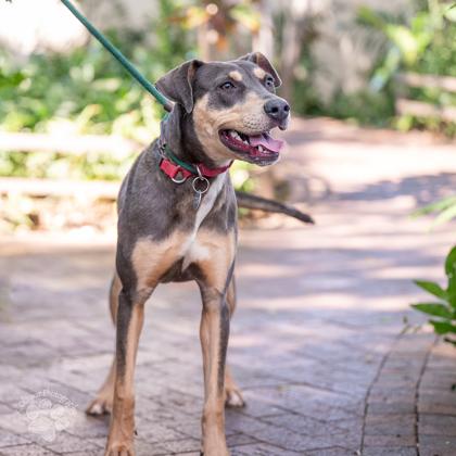 Enlarge Hershey Kisses, a Adoptable mixed breed in Honolulu, HI image 3/3