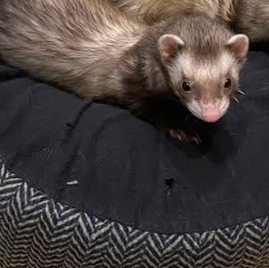 Enlarge Taco, a Adoptable Ferret in Acworth, GA image 1/1