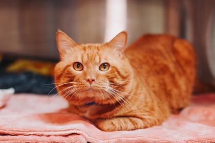 Enlarge 89804a Mr. Cheddar Chubbs, a Adoptable mixed breed in North Charleston, SC image 1/3