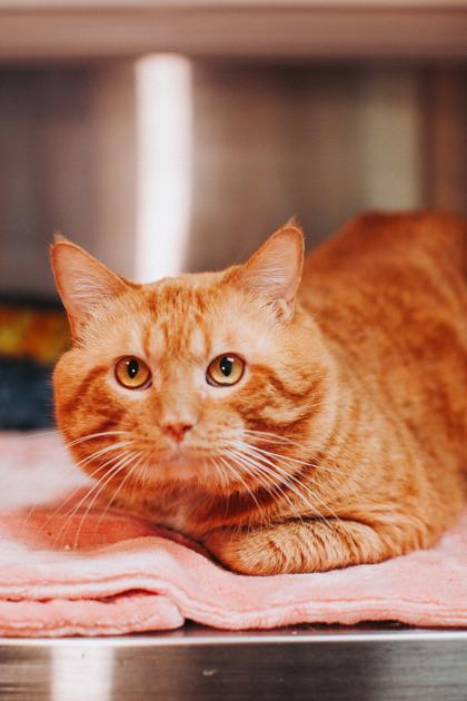 Enlarge 89804a Mr. Cheddar Chubbs, a Adoptable mixed breed in North Charleston, SC image 2/3