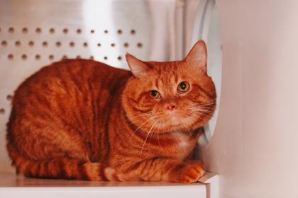 Enlarge 89804a Mr. Cheddar Chubbs, a Adoptable mixed breed in North Charleston, SC image 3/3