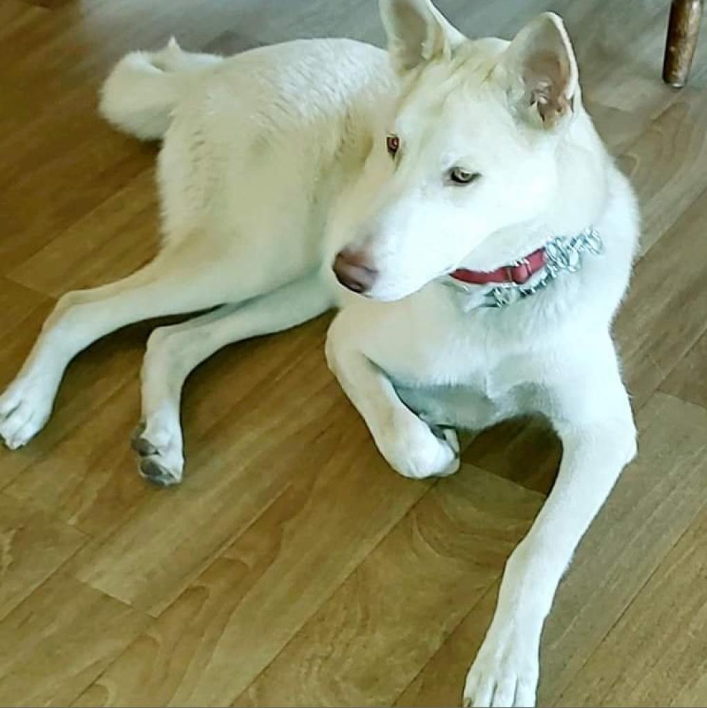 Enlarge Timber, a Adoptable mixed breed image 1/2