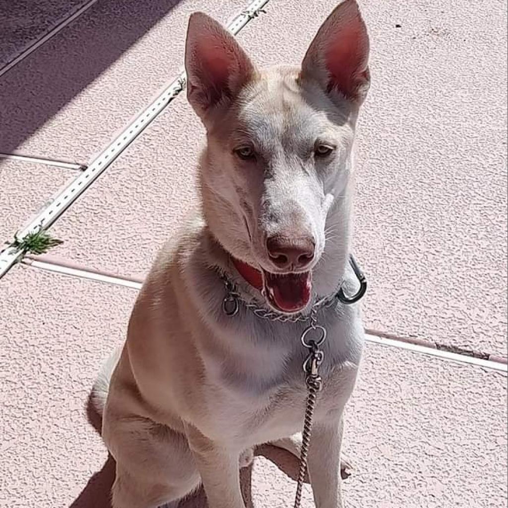 Enlarge Timber, a Adoptable mixed breed image 2/2